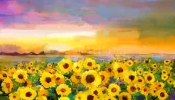 The Sunflower Meadow