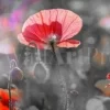 Spring Poppy Panoramic