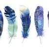 Feather Me Blue