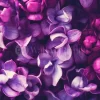 For The Love Of Lilac
