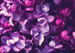 For The Love Of Lilac