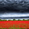 Storm Over The Poppies