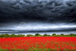 Storm Over The Poppies