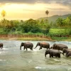 Elephant River