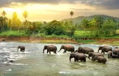 Elephant River