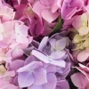 Hydrangea Delight