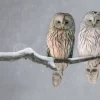 Together In The Snow