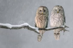 Together In The Snow