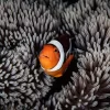 Alone In The Anemone