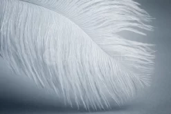 Feather Soft