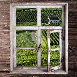 View Of The Vineyard