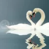 Love Swans Panorama