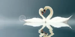 Love Swans Panorama