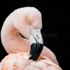 Fluffy Flamingo