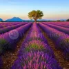 The Lavender Tree