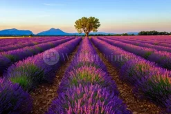 The Lavender Tree