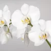 White Orchid Branch
