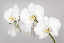 White Orchid Branch