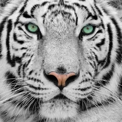 White Tiger
