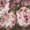 Vintage Peony