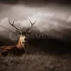 Stag In The Sunlight