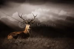 Stag In The Sunlight