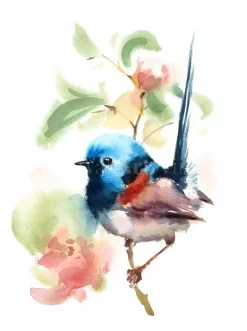 Little Fairy Wren