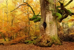 Where The Fairies Live