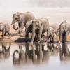 The Elephant Waterhole