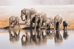 The Elephant Waterhole