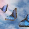Blue Butterfly Sky