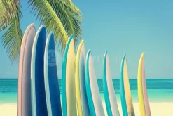 Vintage Surfboards