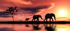 Elephant Family Silhouette