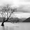 That Wanaka Tree