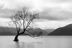 That Wanaka Tree