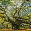 Angel Oak