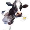 Daisy The Cow