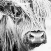 Highland Cow Monochrome