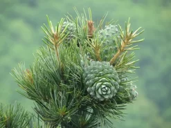 Budding Pine Cones