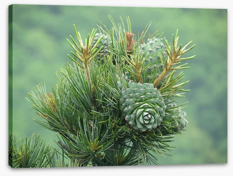 Budding Pine Cones 2 Budding Pine Cones - Image 2