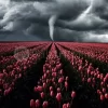 Tornado In The Tulips