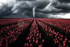 Tornado In The Tulips