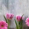 Tulips And Gerbera