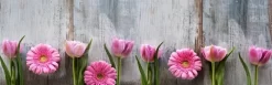 Tulips And Gerbera