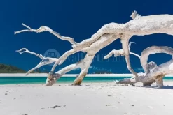 Whitehaven Driftwood