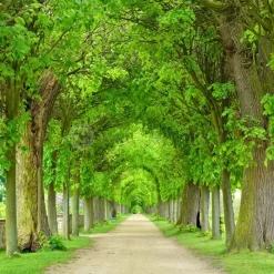 Green Tree Tunnel