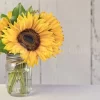 Sunflower Simplicity