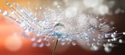 One Big Dew Drop