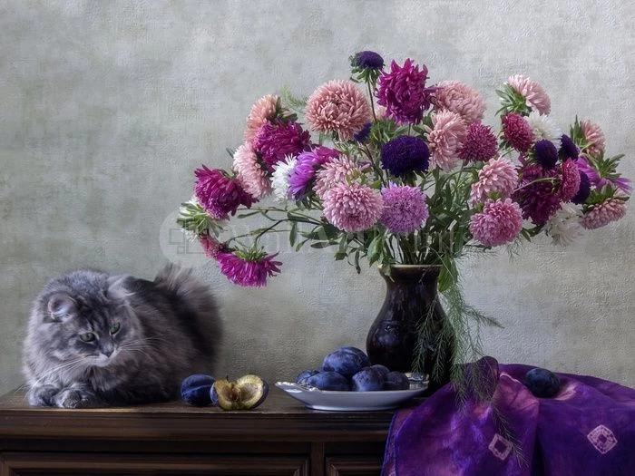 Grey Kitten Asters 1 Grey Kitten Asters