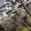 Eucalyptus Light